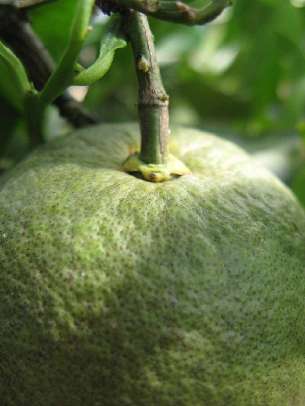            Immature fruit (Itaborai, Winter Haven, FL)   